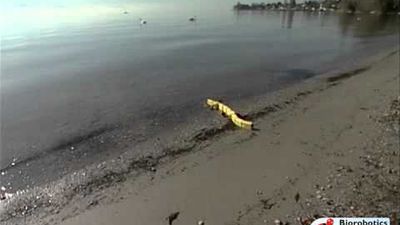 Salamandra robotica I goes for a swim.