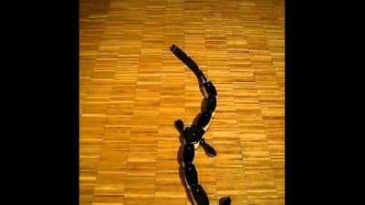 Salamandra walking.