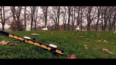 Salamandra walking and swimming outdoors.