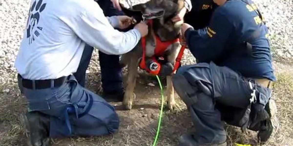 Search and Rescue Dog Deploys Robot Snake via Bark Control